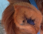 Fenwick Equestrian Liquid Titanium Horse Therapeutic Ear Plugs - Pair