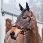 Horze Justin Halter with Large Padded Nose Band