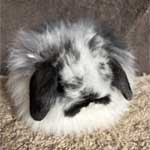 American Fuzzy Lop