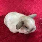 Holland Lops
