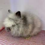 Lionheads & LionLops Lionheads & LionLops