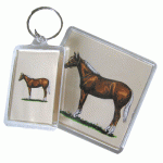Acrylic Magnet - Quarter Horse