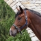 B-Vertigo WILLIAM Head collar