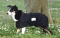 Back On Track Mesh Dog Coat