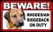 BEWARE Guard Dog on Duty Sign - Rhodesian Ridgeback - FREE Shipping