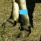 Cattle Leg Bands - Blue