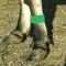 Cattle Leg Bands - Green