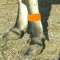 Cattle Leg Bands - Orange