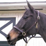 Classic Combination Leather Halter