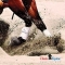 Classic Equine CLASSIC Splint Boots