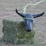 Classic Equine Steer Head