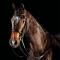 COLLEGIATE DOUBLE BRIDLE