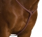 Collegiate Raised Padded Fancy Stitched Breastplate