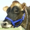 Cow Halter - Cow Blue