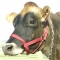 Cow Halter - Cow Red
