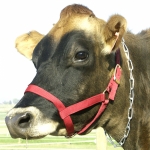 Cow Halter - Yearling Red