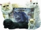 Dog Picture Frame - Persian Cats (4x6)