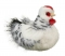 Douglas Salty Black & White Hen Chicken Plush - FREE Shipping