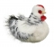 Douglas Salty Black & White Hen Chicken Plush - FREE Shipping