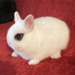 Dwarf Hotot Bunny - Black Banded Eyes - DOB 12/05/2021