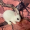 Dwarf Hotot Bunny - Black Banded Eyes  -