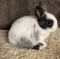 Dwarf Hotot Bunny - Hotot Sport