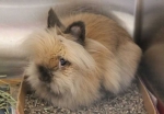 Dwarf Lionhead Bunny