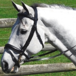 Exselle Elite Dressage Bridle