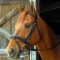 Exselle Elite Dressage Bridle