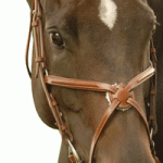 Exselle Elite Figure 8 Noseband Cob