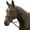 Exselle Elite Plain Raised Event Bridle Brown Cob