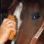 Face Brush Pig Bristle