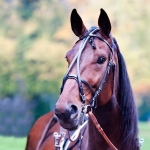 Finn-Tack Open Leather Race Bridle Complete, Elite