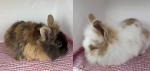 Harlequin and Broken Lionhead Does