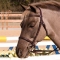 HDR Club Plain Raised Snaffle Bridle with Laced Reins