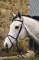 HDR Padded Dressage Bridle With Flash And Web Reins