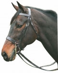 HDR Pro Advantage Hunt Bridle