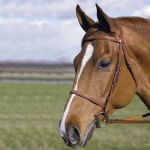 HDR PRO Fancy Raised Bridle with Lace Reins