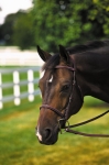 HDR PRO Plain Raised Bridle with Lace Reins