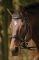 HDR Raised/padded Dressage Bridle W/jawband