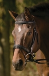 HDR Raised/padded Dressage Bridle W/jawband