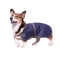 High Spirit Rain Dog Coat