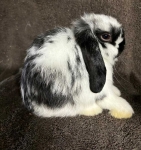 Holland Lop Bunny- Broken Black