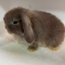 Holland Lop Bunny- Chocolate Buck