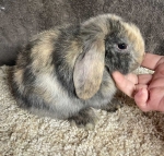 Holland Lop Bunny Harlequin