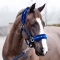 Horze Basel Halter and Lead w/ Faux Fur Padding