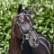 Horze Bridle with Heavy Diamonds