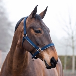 Horze Edinburgh Royal Equus Halter and Lead Set