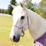 Horze HGL halter