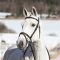 Horze Lormont Bridle